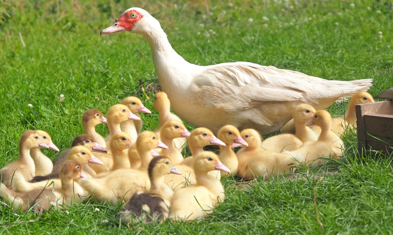 Ducklings Chicks Mama Duck 160509