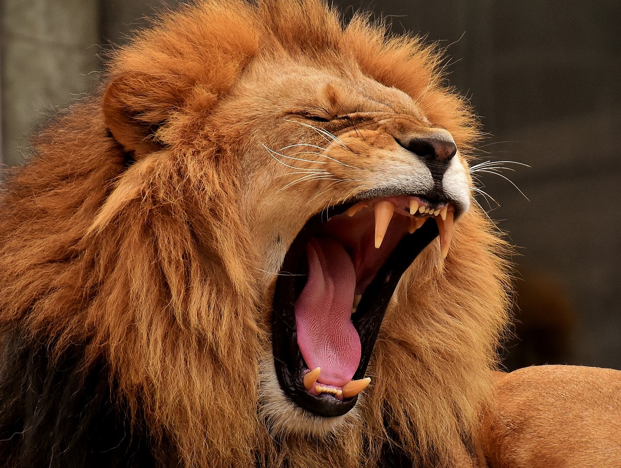 Lion 3317670 1280
