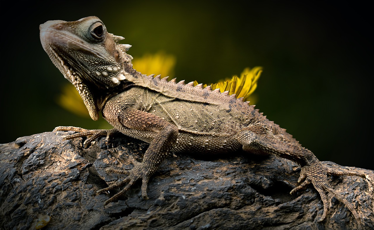 Lizard 2427248 1280