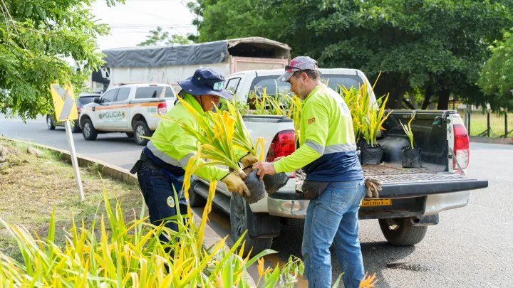 Trabajadores del EPA Cartagena descargan plantas de una camioneta para la resiembra en la rotonda de El Pozón